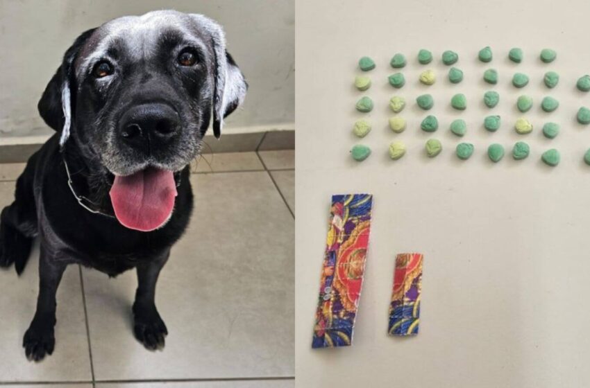  Cadela da raça Labradora em treinamento da Guarda de Jundiaí encontra drogas