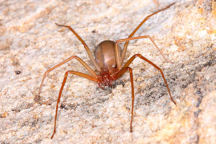  Aranhas: Homem é picado por aranha venenosa e terá dedo amputado