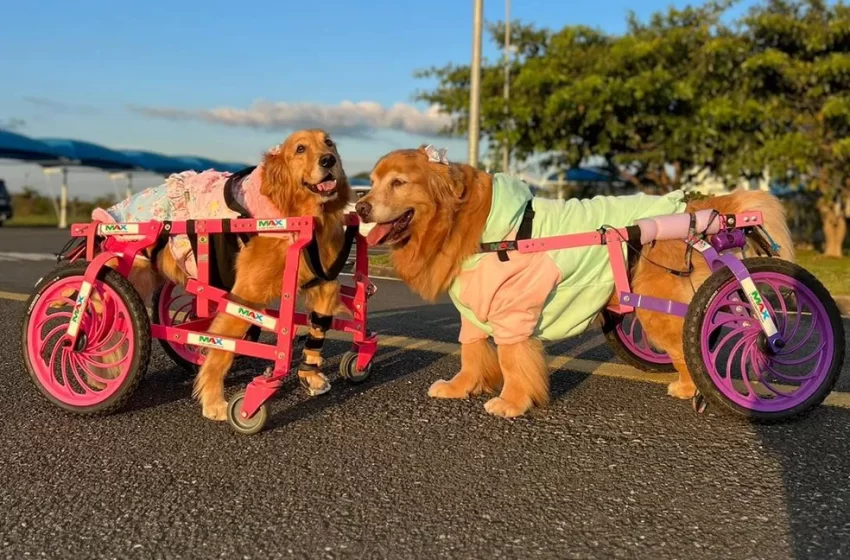 Após salvar cadela de eutanásia, mulher cria projeto para doar cadeiras de rodas para cães com deficiência: ‘Dando liberdade’