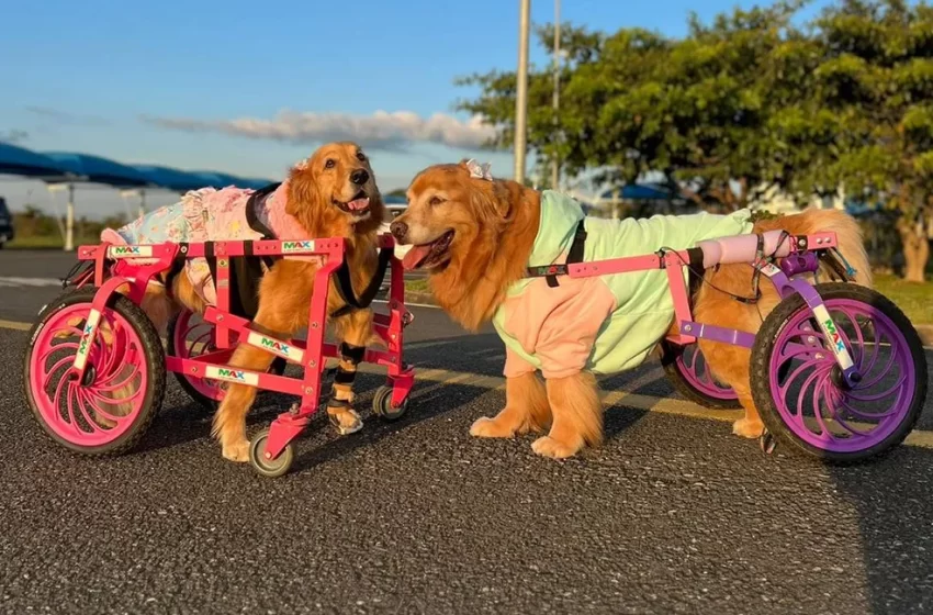 Após salvar cadela de eutanásia, mulher cria projeto para doar cadeiras de rodas para cães com deficiência: ‘Dando liberdade’