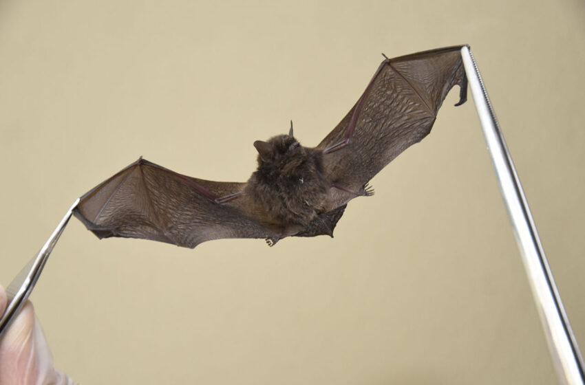 VISAM identifica morcegos positivos para raiva e realiza ações no Rio Acima